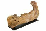 Triceratops Mandible (Lower Jaw) On Stand - Wyoming #192545-7